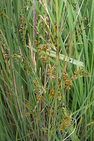 Juncus inflexus \ Blaugrne Binse / Hard Rush, D Pfungstadt 7.7.2009