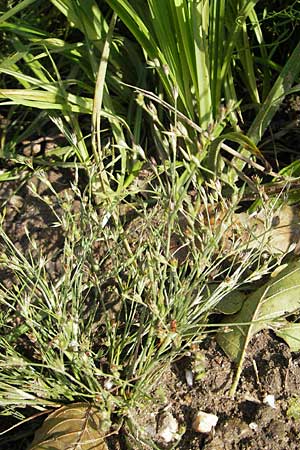 Juncus bufonius \ Krten-Binse, D Wörth-Büchelberg 9.7.2009