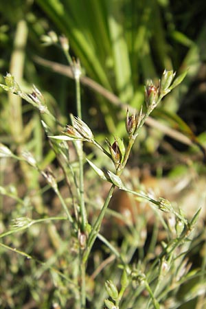 Juncus bufonius \ Krten-Binse / Toad Rush, D Wörth-Büchelberg 9.7.2009