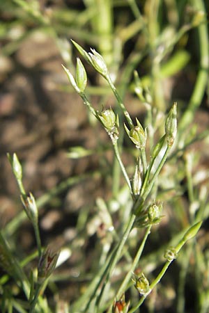 Juncus bufonius \ Krten-Binse / Toad Rush, D Wörth-Büchelberg 9.7.2009