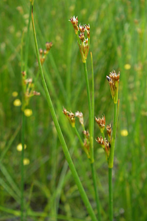 Juncus acutiflorus \ Spitzbltige Binse, D Taunus, Großer Feldberg 11.7.2009