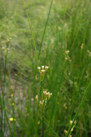 Juncus acutiflorus \ Spitzbltige Binse, D Taunus, Großer Feldberg 11.7.2009