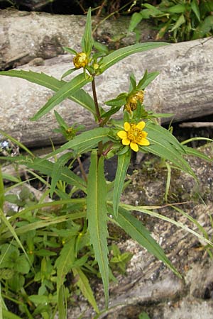 Bidens cernua / Nodding Bur-Marigold, D Karlsruhe 29.8.2009