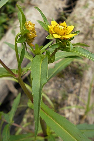 Bidens cernua \ Nickender Zweizahn, D Karlsruhe 29.8.2009