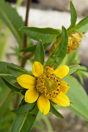 Bidens cernua \ Nickender Zweizahn, D Karlsruhe 29.8.2009