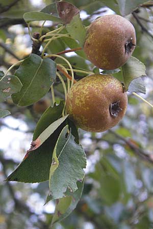 Pyrus pyraster \ Wild-Birne, Holz-Birne / Wild Pear, D Groß-Gerau 31.8.2009