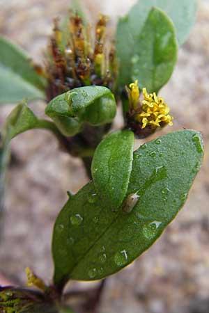 Bidens tripartita \ Dreiteiliger Zweizahn / Trifid Beggartick, D Feuchtwangen 9.10.2009