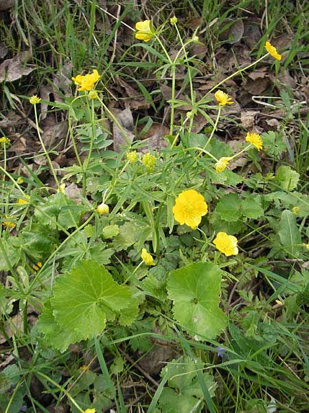 Ranunculus biformis / Two-Form Goldilocks, D Maulburg 13.4.2011