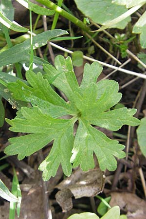 Ranunculus biformis / Two-Form Goldilocks, D Maulburg 13.4.2011