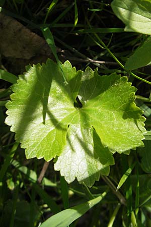 Ranunculus biformis / Two-Form Goldilocks, D Maulburg 13.4.2011