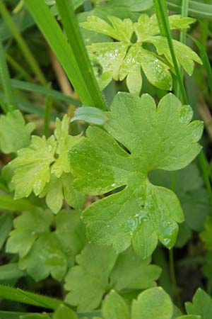 Ranunculus biformis / Two-Form Goldilocks, D Maulburg 13.4.2011