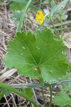 Ranunculus biformis / Two-Form Goldilocks, D Maulburg 13.4.2011