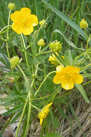 Ranunculus biformis / Two-Form Goldilocks, D Maulburg 13.4.2011