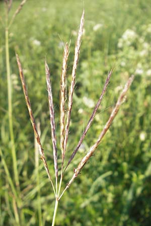 Bothriochloa ischoemum \ Gewhnliches Bartgras / Bluestem, D Karlsruhe 14.7.2011