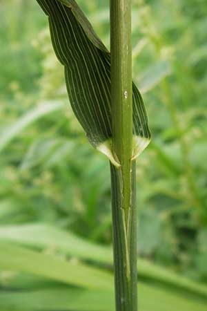 Bromus inermis \ Grannenlose Trespe, D Mannheim 29.9.2013