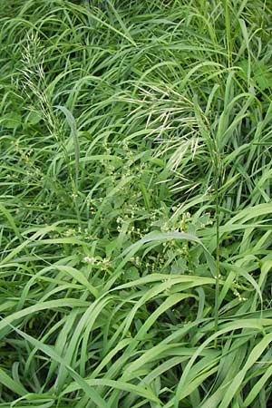 Bromus inermis \ Grannenlose Trespe, D Mannheim 29.9.2013