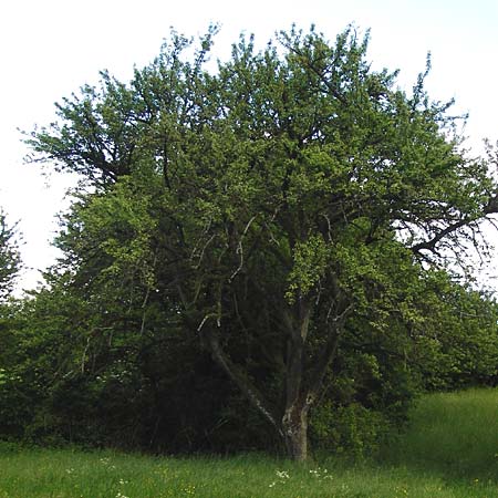 Pyrus communis / Pear, D Nussloch 7.5.2014