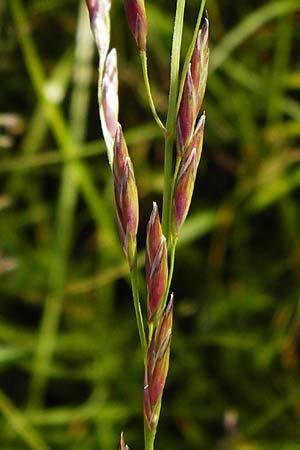 Festuca pratensis \ Wiesen-Schwingel, D Odenwald, Grasellenbach 30.5.2014