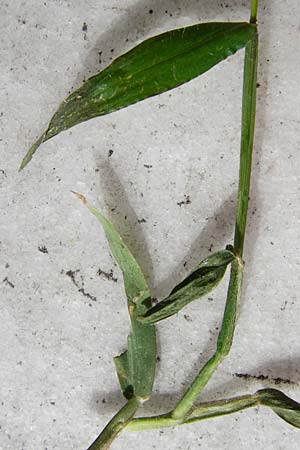 Digitaria sanguinalis \ Blutrote Fingerhirse / Hairy Finger-Grass, D Mannheim 28.9.2014