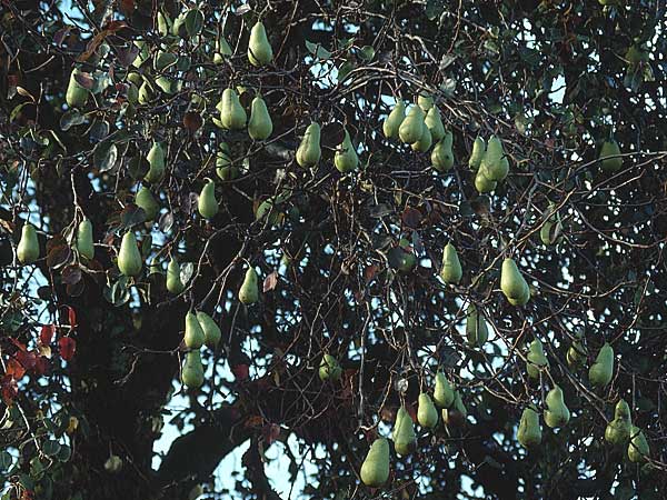 Pyrus communis / Pear, D Rheinhessen 21.10.1990