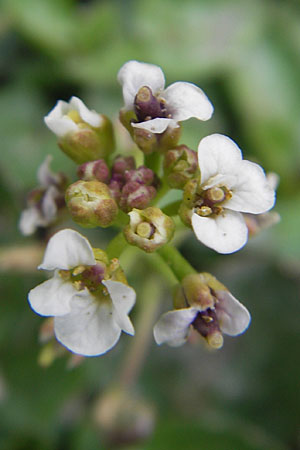 Nasturtium officinale \ Echte Brunnenkresse / Water Cress, D Apfelberg 2.5.2010