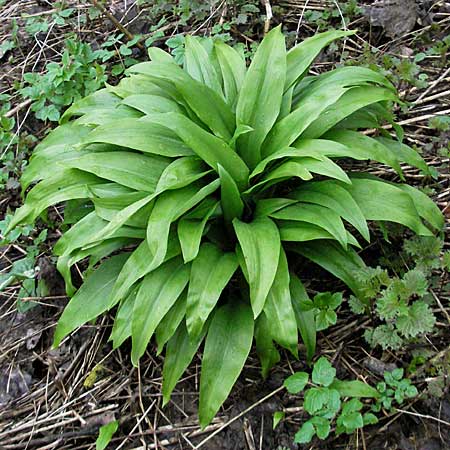 Allium ursinum / Ramsons, D Mosbach 14.4.2006