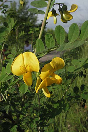 Colutea arborescens \ Blasenstrauch / Bladder Senna, D Mannheim 17.5.2006