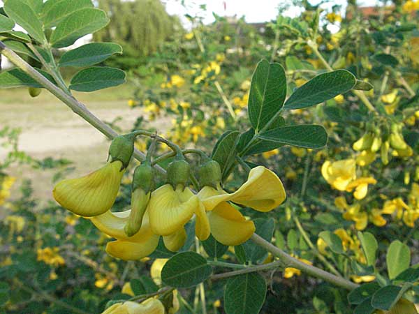 Colutea arborescens \ Blasenstrauch / Bladder Senna, D Mannheim 17.5.2006