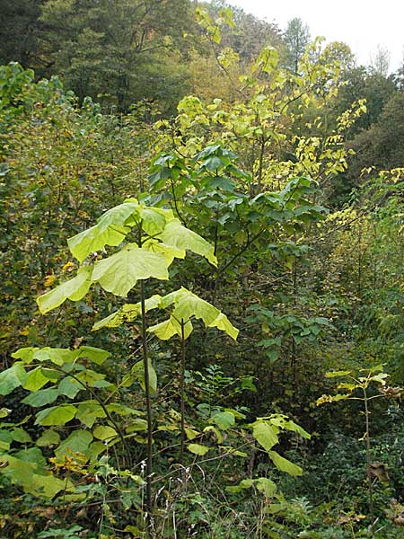 Paulownia tomentosa \ Blauglockenbaum / Princess Tree, Foxglove Tree, D Weinheim an der Bergstraße 28.10.2006