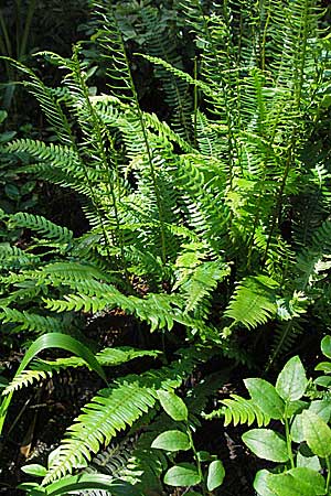 Blechnum spicant \ Gewhnlicher Rippenfarn, D Schwarzwald, Feldberg 24.6.2007