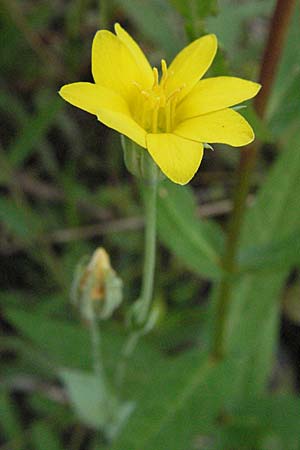 Blackstonia acuminata \ Spter Bitterling / Late Yellow-Wort, D Germersheim-Lingenfeld 28.7.2007