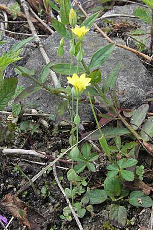 Blackstonia acuminata \ Spter Bitterling / Late Yellow-Wort, D Germersheim-Lingenfeld 28.7.2007