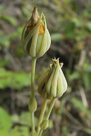 Blackstonia acuminata / Late Yellow-Wort, D Germersheim-Lingenfeld 28.7.2007