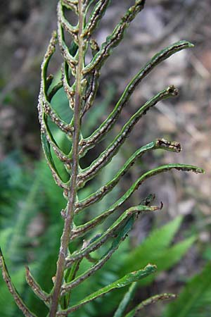 Blechnum spicant \ Gewhnlicher Rippenfarn / Hard Fern, D Odenwald, Erbach 19.8.2009