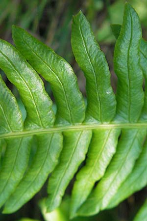 Blechnum spicant \ Gewhnlicher Rippenfarn, D Odenwald, Erbach 19.8.2009