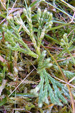 Diphasiastrum oellgaardii \ Oellgaards Flach-Brlapp, D Odenwald, Beerfelden 28.9.2009