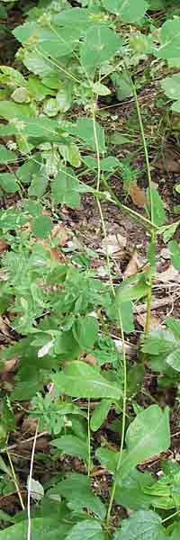 Bupleurum longifolium \ Langblttriges Hasenohr, Wald-Hasenohr / Long-Leaved Hare's Ear, D Wanfried 3.8.2013