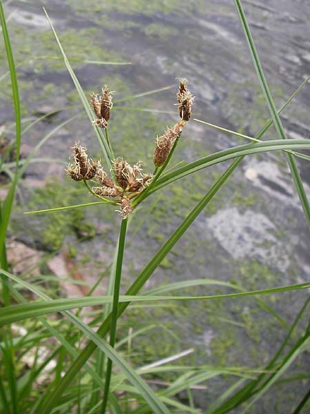 Bolboschoenus laticarpus \ Breitfrchtige Strandsimse / Broadseed Club-Rush, D Wanfried 3.8.2013