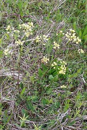 Biscutella laevigata \ Gewhnliches Brillenschtchen, D Eching 3.5.2014