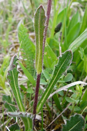 Biscutella laevigata \ Gewhnliches Brillenschtchen / Buckler Mustard, D Eching 3.5.2014