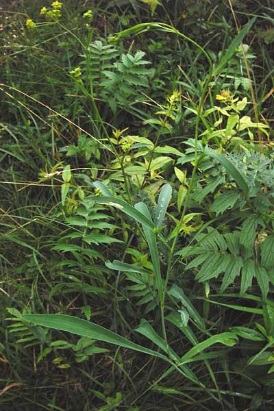 Bupleurum falcatum \ Langblttriges Hasenohr, Sichelblttriges Hasenohr / Sickle-Leaved Hare's Ear, D Fridingen 8.7.2014