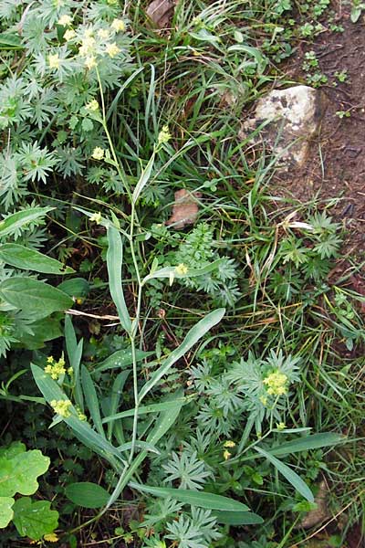 Bupleurum falcatum \ Langblttriges Hasenohr, Sichelblttriges Hasenohr / Sickle-Leaved Hare's Ear, D Fridingen 8.7.2014