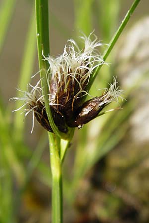 Bolboschoenus laticarpus \ Breitfrchtige Strandsimse / Broadseed Club-Rush, D Oppenheim 9.8.2014