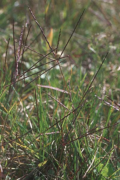 Digitaria sanguinalis \ Blutrote Fingerhirse, D Reilingen 15.9.2007