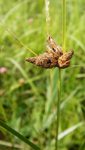 Bolboschoenus maritimus \ Strandsimse / Sea Club-Rush, D Münzenberg 26.7.2014