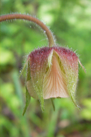 Geum rivale \ Bach-Nelkenwurz / Water Avens, D Memmingen 22.5.2009