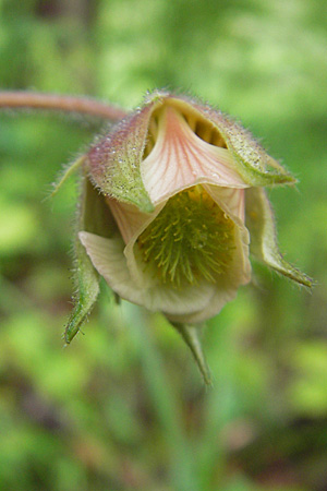 Geum rivale \ Bach-Nelkenwurz, D Memmingen 22.5.2009