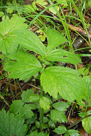 Geum rivale \ Bach-Nelkenwurz / Water Avens, D Memmingen 22.5.2009