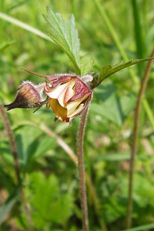 Geum rivale \ Bach-Nelkenwurz / Water Avens, D Mainberg 5.5.2013