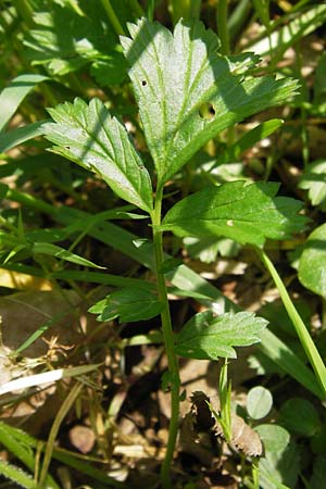 Geum rivale \ Bach-Nelkenwurz, D Mainberg 5.5.2013